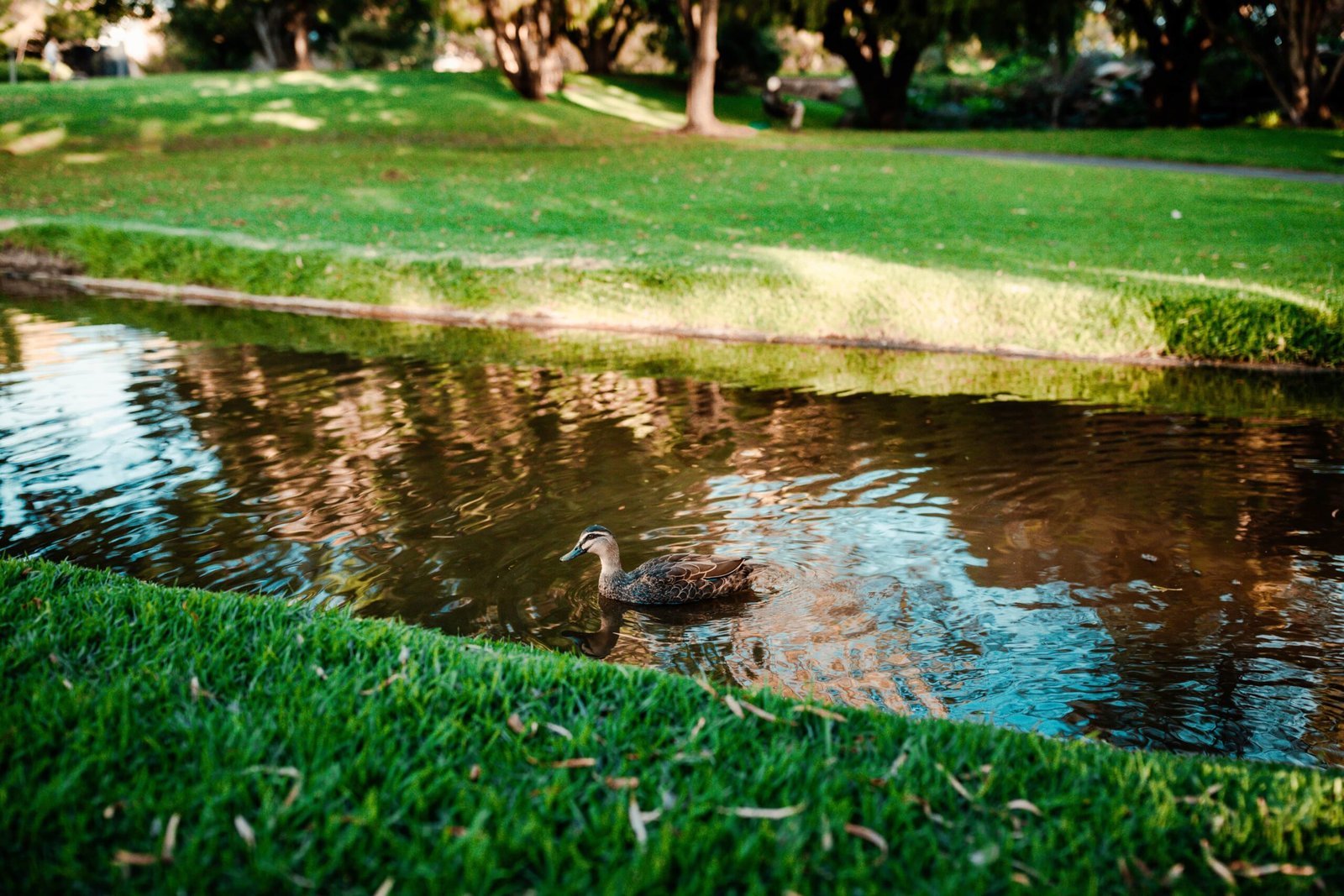 Installing a garden pond