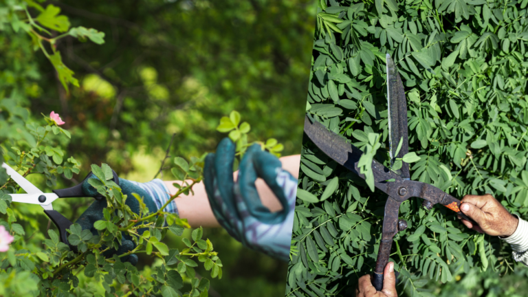 Trimming trees and shrubs to promote new growth