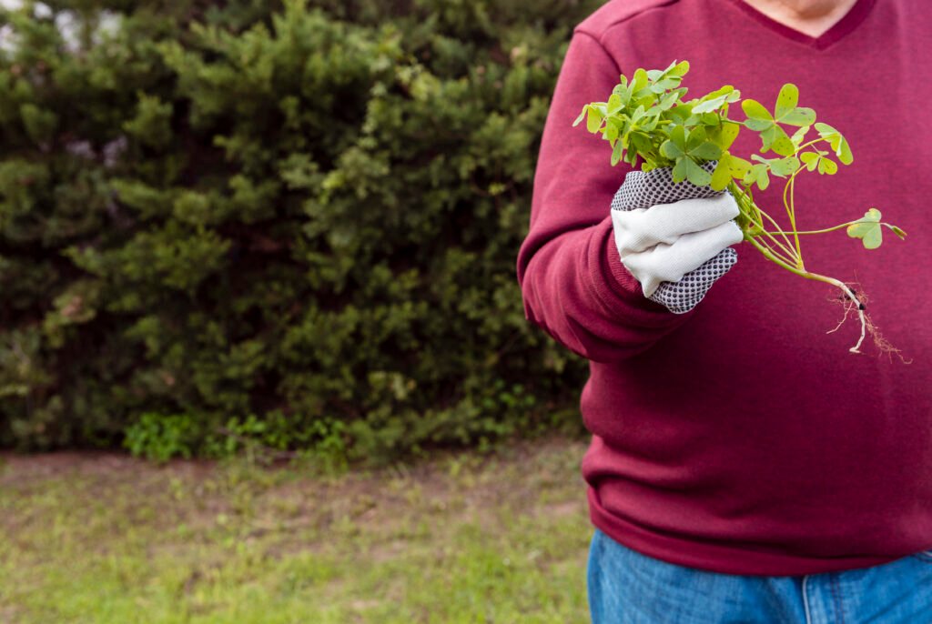 preparing your garden for winter
